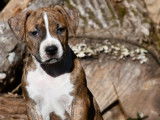 Chiots American Staff LOF disponible