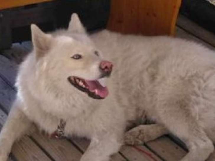À offrir : chienne Husky Sibérien
