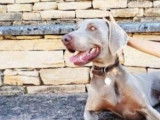 Chien gris disponible à l'adoption