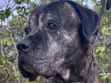 Chien Cane Corso à donner
