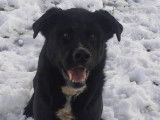 Chien noir à donner