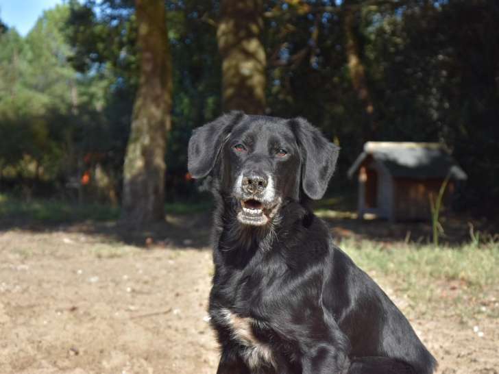 À adopter : chien Labrador