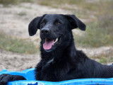 À donner : chien de couleur noire