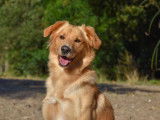 Chienne fauve en quête d’un foyer