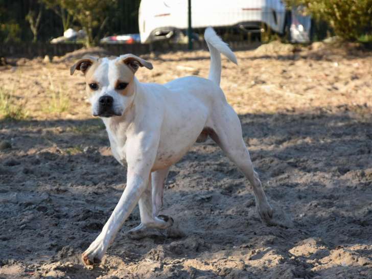 À adopter : chien au pelage blanc