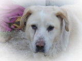 Chien beige à adopter