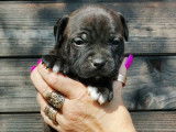 Chiot femelle Staffie bringée à réserver