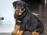 Des chiots Rottweilers LOF noir et feu à acheter