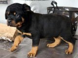 Des chiots Rottweilers LOF noir et feu à acheter