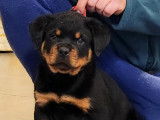 Des chiots Rottweilers LOF noir et feu à acheter