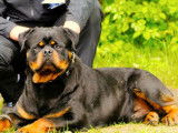 Des chiots Rottweilers LOF noir et feu à acheter