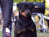 Des chiots Rottweilers LOF noir et feu à acheter