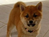 Deux chiots femelles Shiba Inus fauves LOF disponibles &agrave; la vente