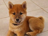 Deux chiots femelles Shiba Inus fauves LOF disponibles &agrave; la vente
