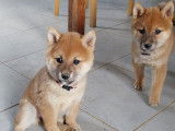 Deux chiots femelles Shiba Inus fauves LOF disponibles &agrave; la vente