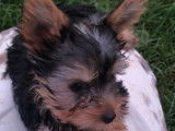 Des chiots Yorkshire Terriers à vendre