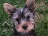 Des chiots Yorkshire Terriers à vendre