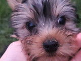 Des chiots Yorkshire Terriers à vendre