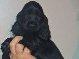 4 chiots Cockers Anglais LOF à vendre