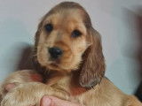 4 chiots Cockers Anglais LOF à vendre