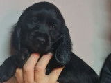 4 chiots Cockers Anglais LOF à vendre