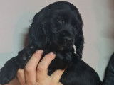 4 chiots Cockers Anglais LOF à vendre