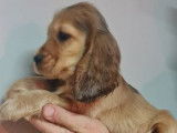 4 chiots Cockers Anglais LOF à vendre