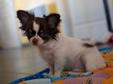 Chiot mâle Chihuahua LOF chocolat et tan à vendre
