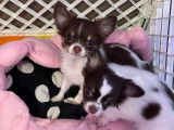 Chiot mâle Chihuahua LOF chocolat et tan à vendre