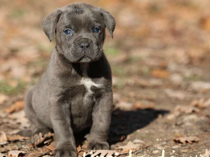 5 chiots Cane Corso LOF à réserver