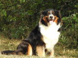 Chienne Berger Australien tricolore de 5 ans à acheter