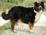 Chienne Berger Australien tricolore de 5 ans à acheter
