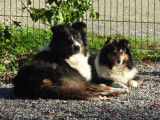 Chienne Berger Australien tricolore de 5 ans à acheter