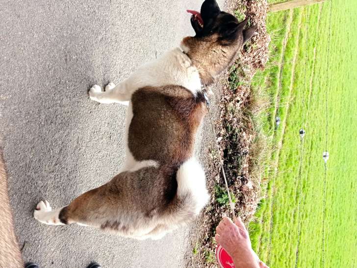 Femelle Akita Américain disponible pour saillie