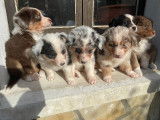 Chiots Berger Australien LOF à vendre