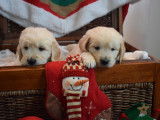 Chiots Golden Retriever LOF &agrave; vendre
