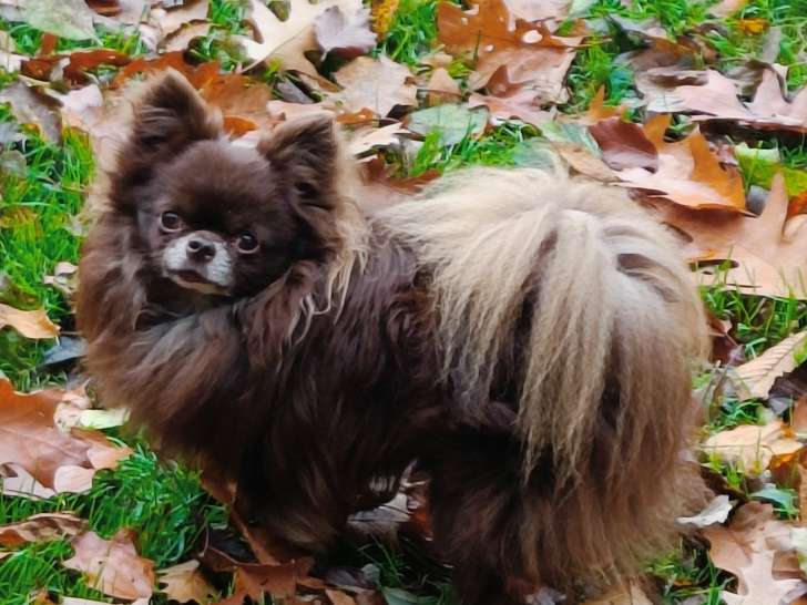 Magnifique Chihuahua mâle de 6 ans à vendre