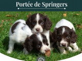 7 chiots Springers Spaniel LOF marron et blanc à acheter