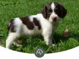 7 chiots Springers Spaniel LOF marron et blanc à acheter