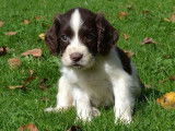 7 chiots Springers Spaniel LOF marron et blanc à acheter