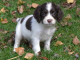 7 chiots Springers Spaniel LOF marron et blanc à acheter