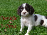 7 chiots Springers Spaniel LOF marron et blanc à acheter