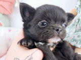 À réserver : un chiot femelle Chihuahua à poil long LOF