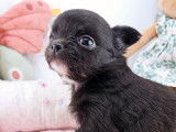À réserver : un chiot femelle Chihuahua à poil long LOF