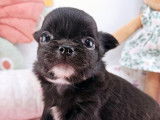 À réserver : un chiot femelle Chihuahua à poil long LOF