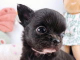 À réserver : un chiot femelle Chihuahua à poil long LOF