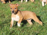 8 chiots Amstaff LOF disponibles &agrave; la vente