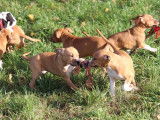 8 chiots Amstaff LOF disponibles &agrave; la vente
