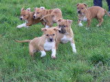 8 chiots Amstaff LOF disponibles &agrave; la vente