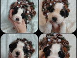 12 chiots Saint-bernard LOF à réserver